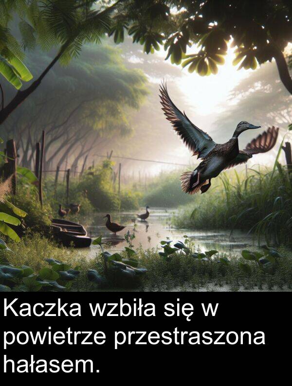 powietrze: Kaczka wzbiła się w powietrze przestraszona hałasem.