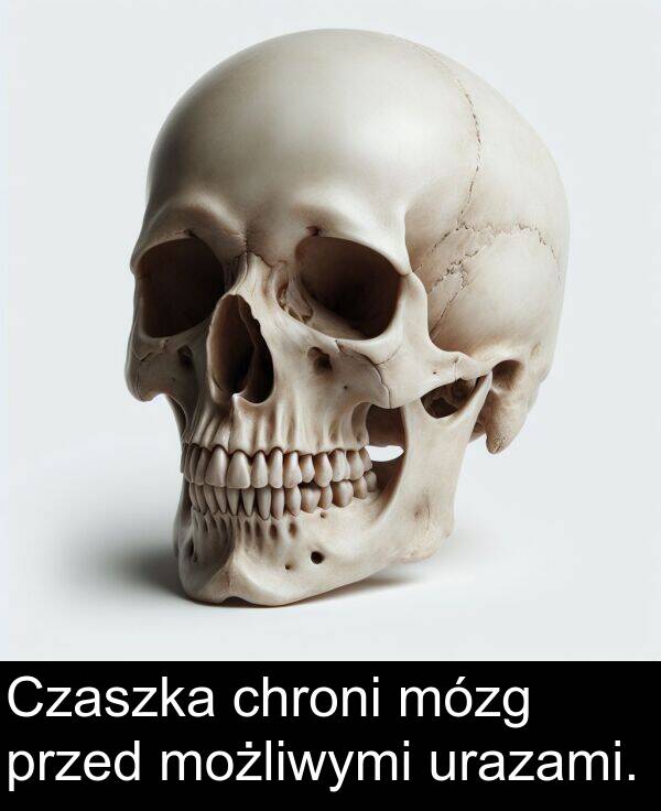 przed: Czaszka chroni mózg przed możliwymi urazami.