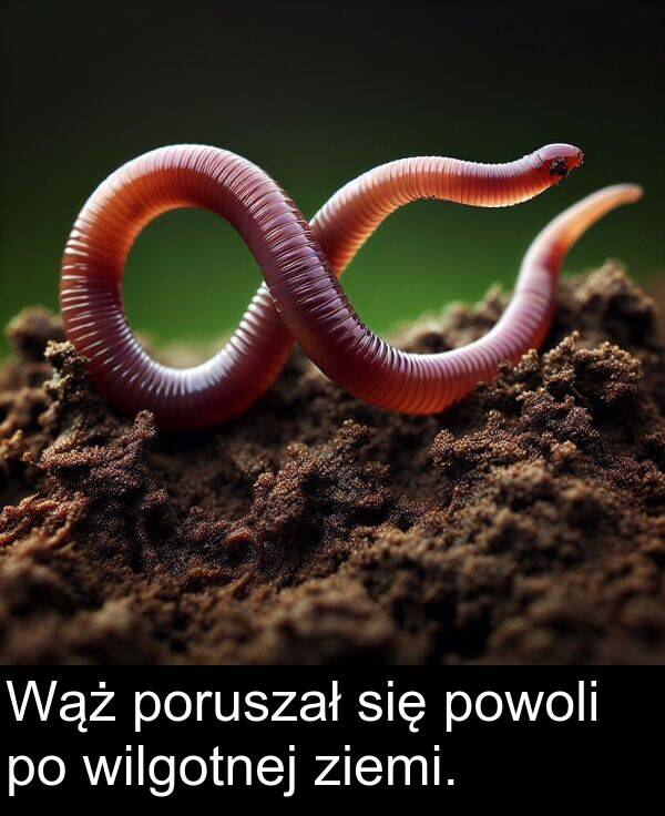 powoli: Wąż poruszał się powoli po wilgotnej ziemi.