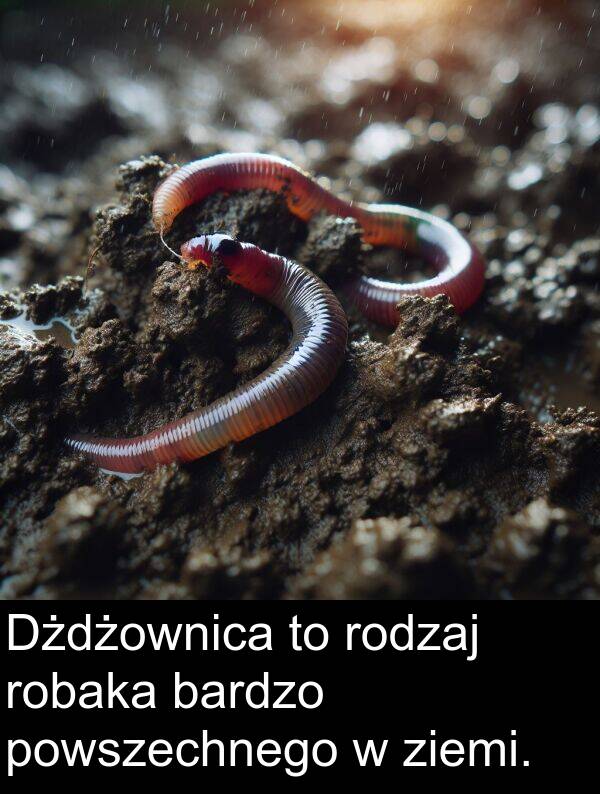 powszechnego: Dżdżownica to rodzaj robaka bardzo powszechnego w ziemi.
