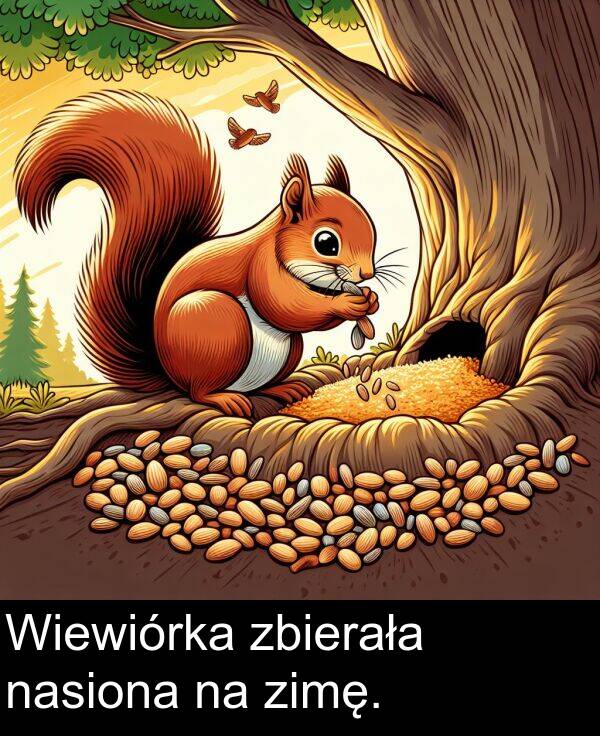 zimę: Wiewiórka zbierała nasiona na zimę.