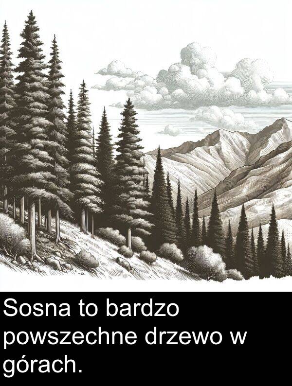 powszechne: Sosna to bardzo powszechne drzewo w górach.