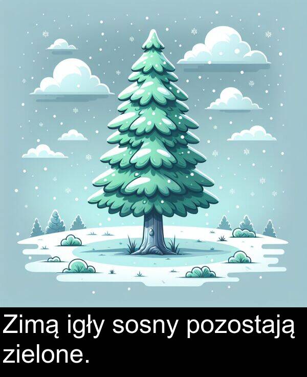 pozostają: Zimą igły sosny pozostają zielone.