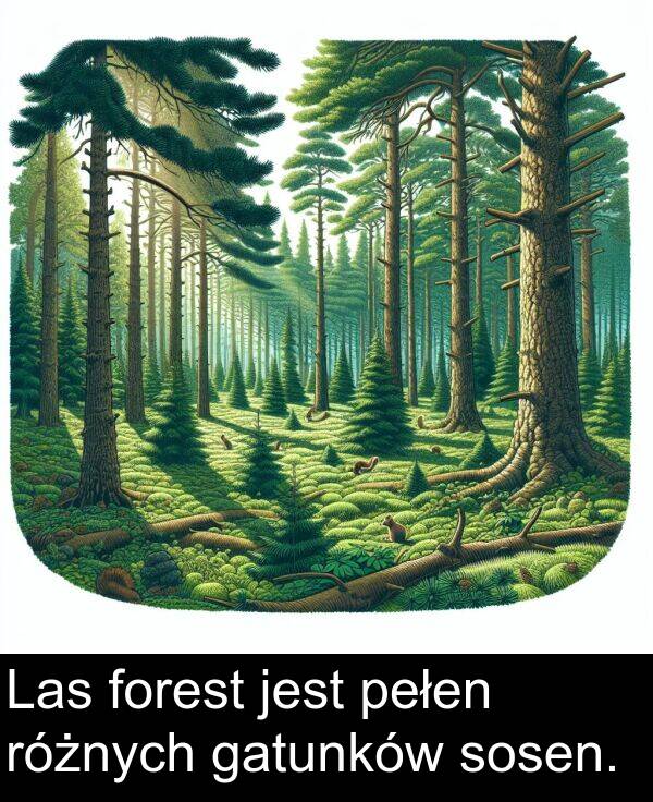 pełen: Las forest jest pełen różnych gatunków sosen.