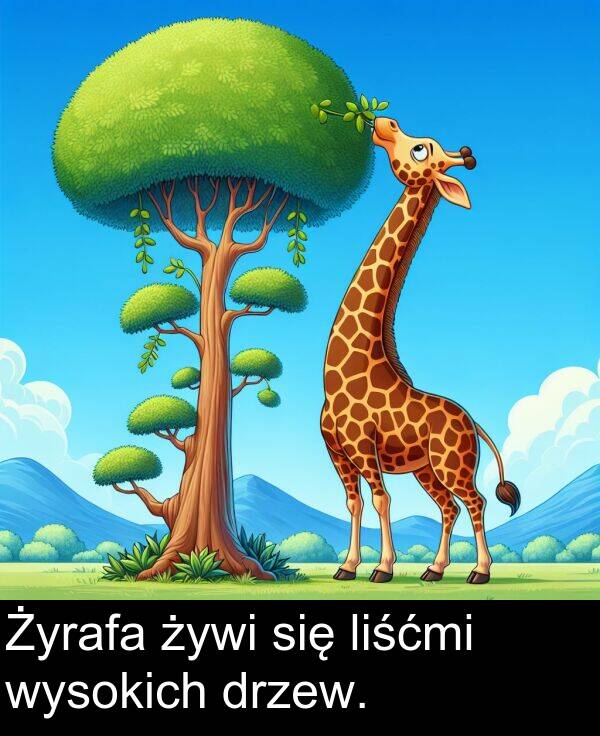 żywi: Żyrafa żywi się liśćmi wysokich drzew.