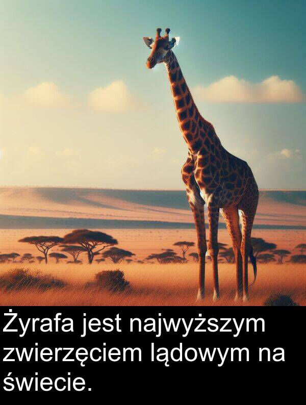 lądowym: Żyrafa jest najwyższym zwierzęciem lądowym na świecie.