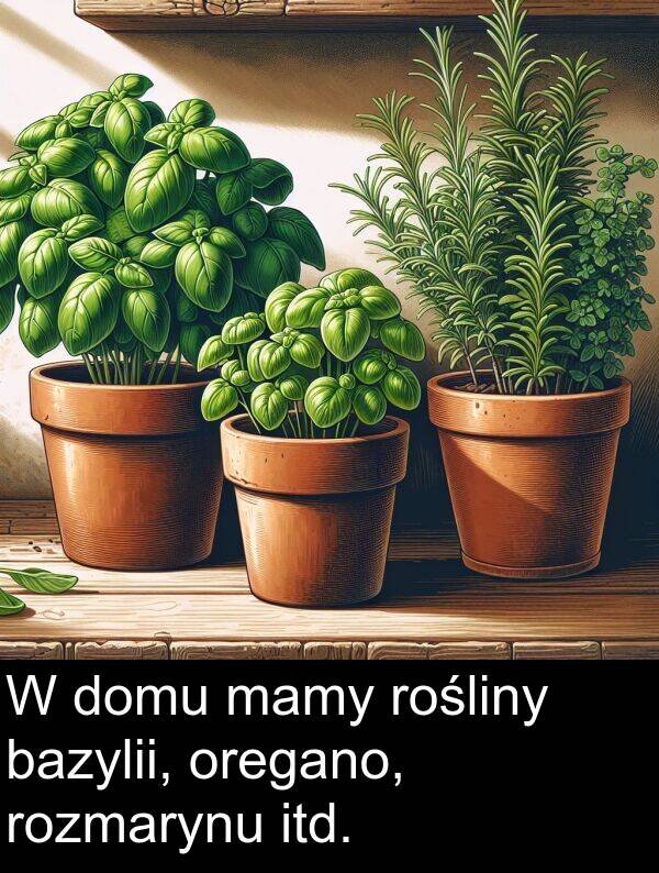 bazylii: W domu mamy rośliny bazylii, oregano, rozmarynu itd.