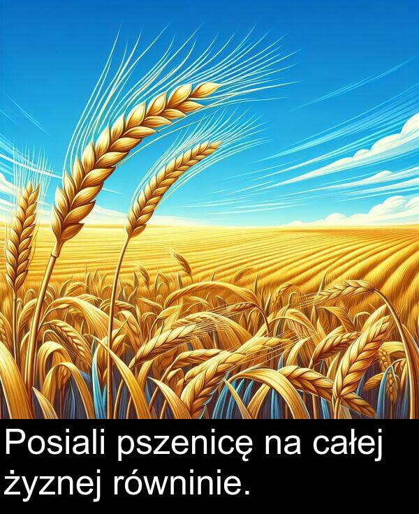 pszenicę: Posiali pszenicę na całej żyznej równinie.