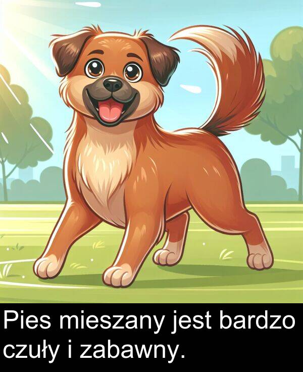 bardzo: Pies mieszany jest bardzo czuły i zabawny.