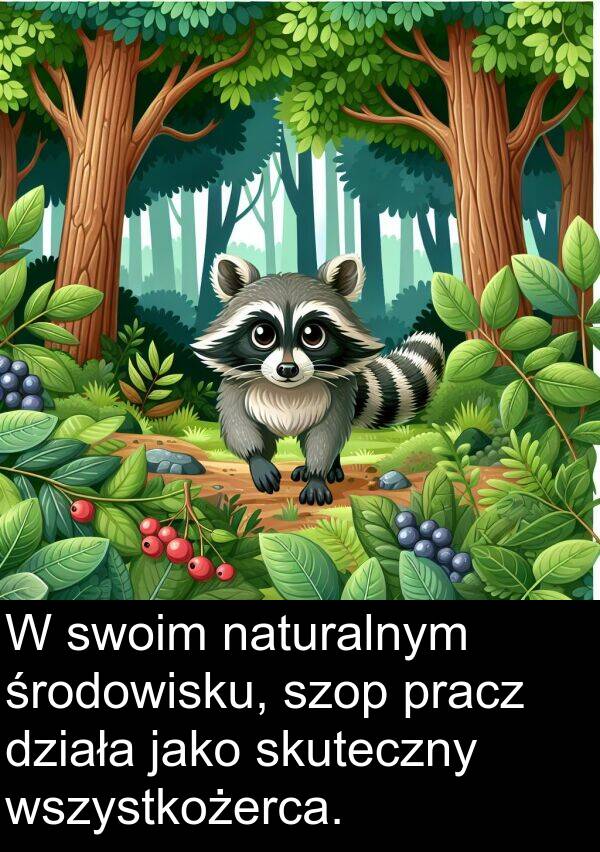 pracz: W swoim naturalnym środowisku, szop pracz działa jako skuteczny wszystkożerca.