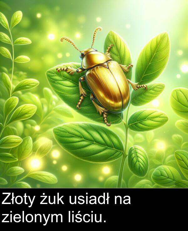 zielonym: Złoty żuk usiadł na zielonym liściu.