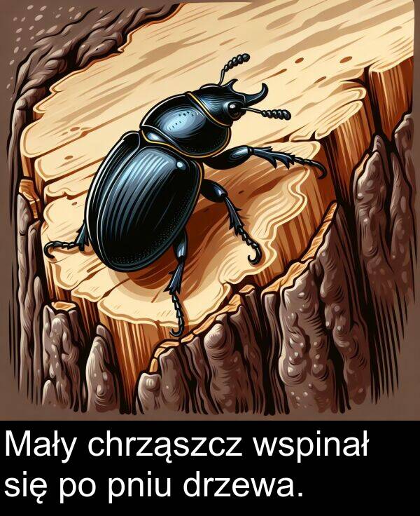 wspinał: Mały chrząszcz wspinał się po pniu drzewa.