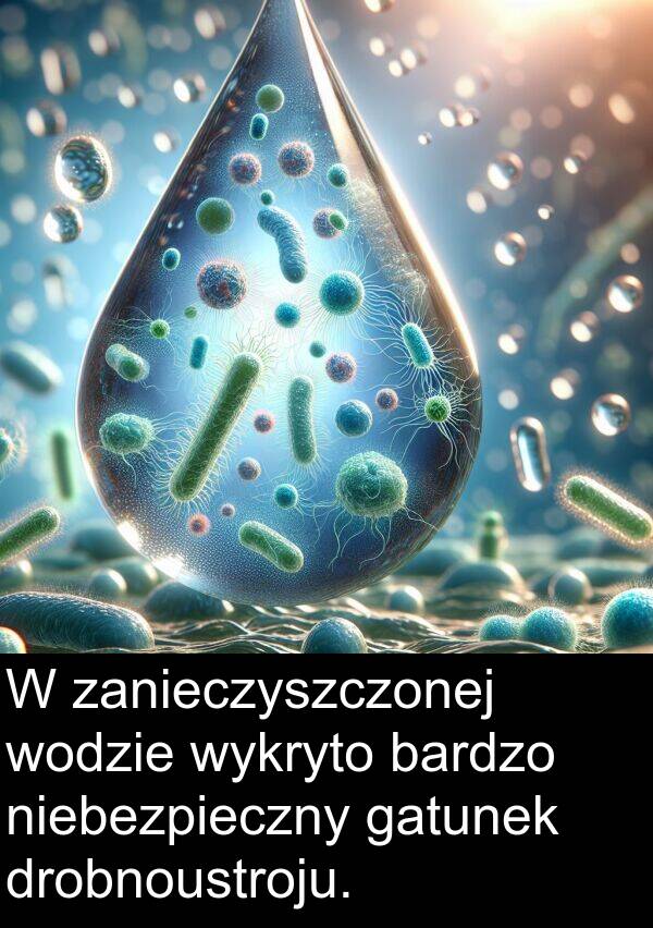 gatunek: W zanieczyszczonej wodzie wykryto bardzo niebezpieczny gatunek drobnoustroju.