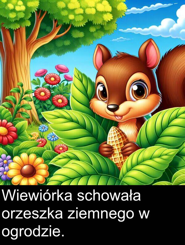 ziemnego: Wiewiórka schowała orzeszka ziemnego w ogrodzie.
