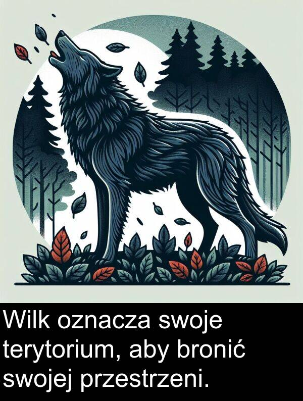 przestrzeni: Wilk oznacza swoje terytorium, aby bronić swojej przestrzeni.