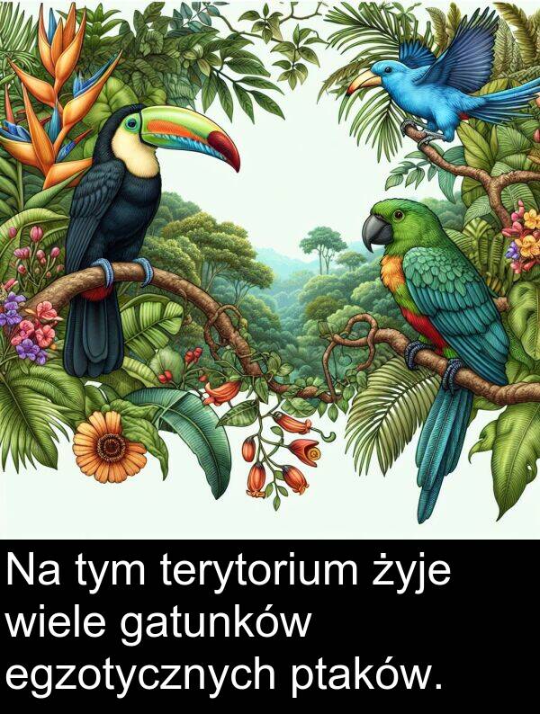 ptaków: Na tym terytorium żyje wiele gatunków egzotycznych ptaków.