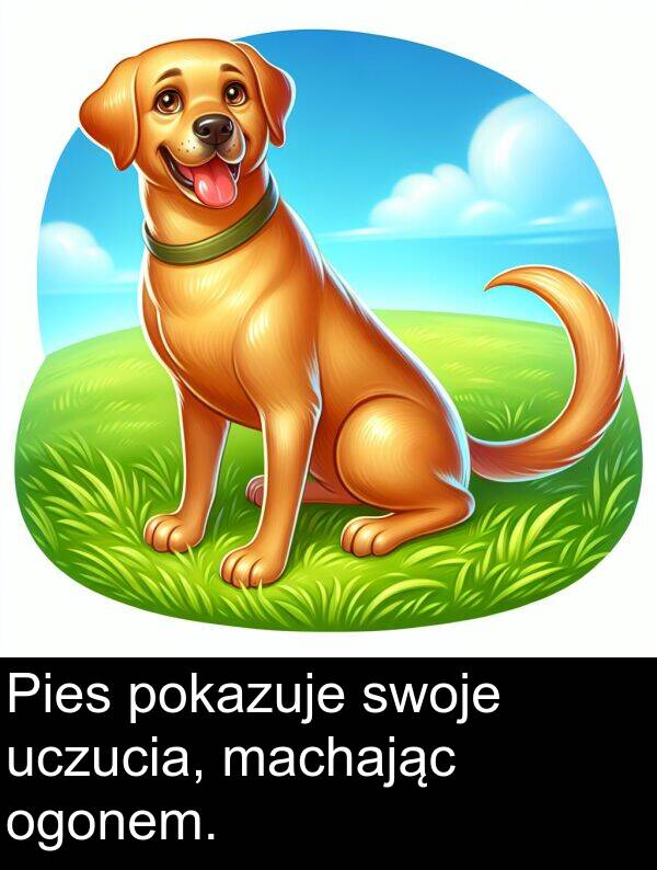 machając: Pies pokazuje swoje uczucia, machając ogonem.