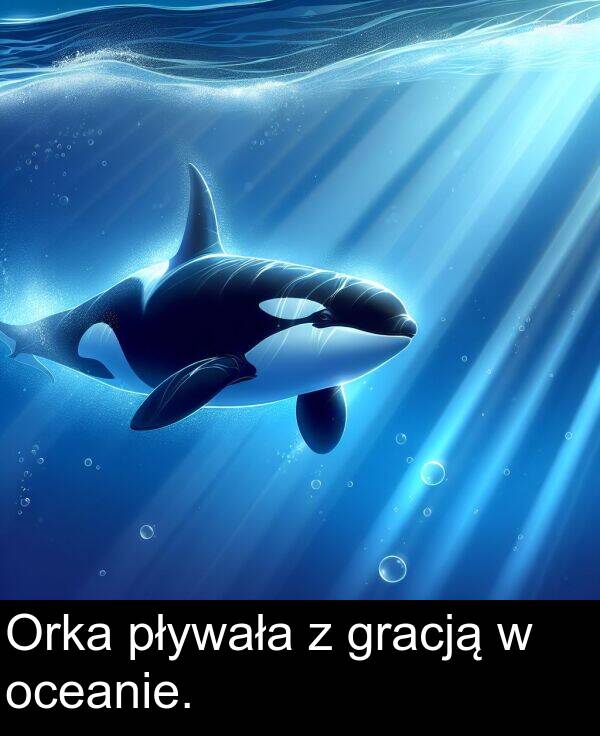 pływała: Orka pływała z gracją w oceanie.