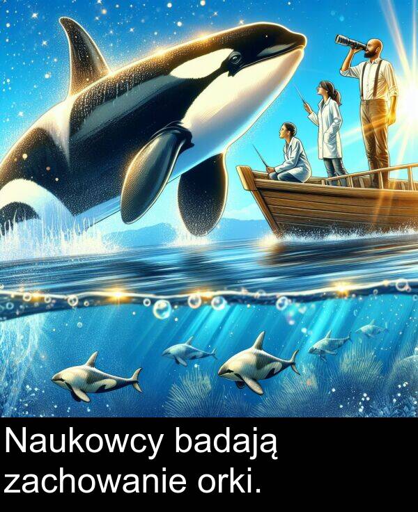 zachowanie: Naukowcy badają zachowanie orki.