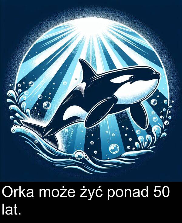 lat: Orka może żyć ponad 50 lat.
