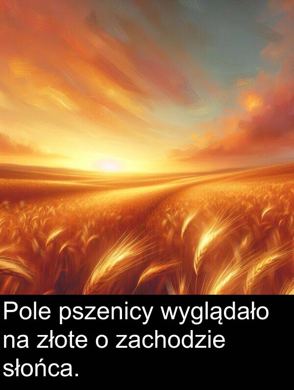 pszenicy: Pole pszenicy wyglądało na złote o zachodzie słońca.