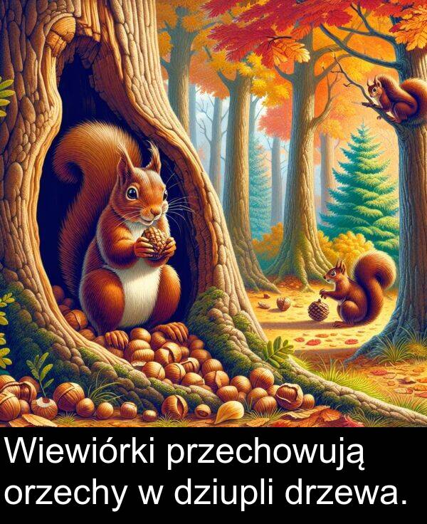 przechowują: Wiewiórki przechowują orzechy w dziupli drzewa.