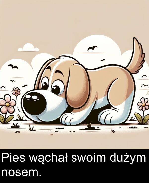 wąchał: Pies wąchał swoim dużym nosem.