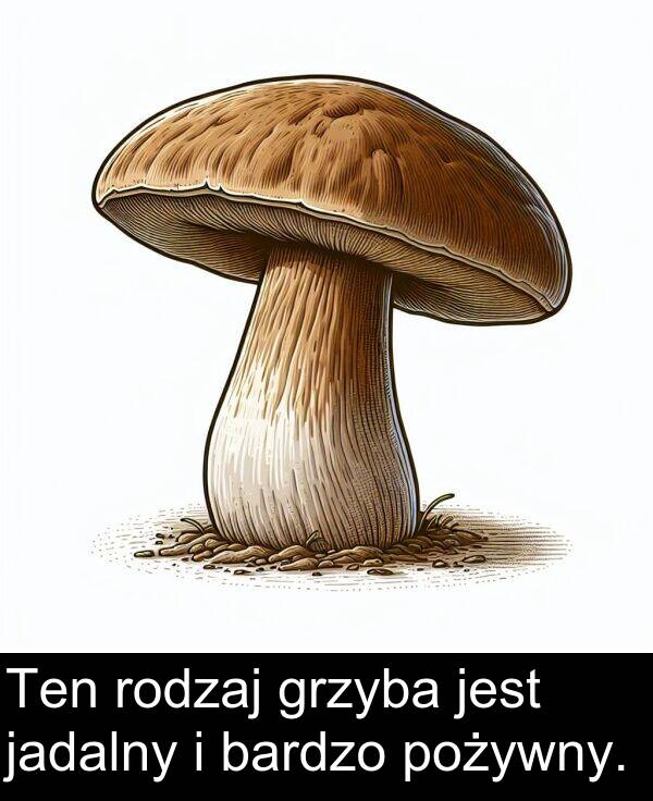 jadalny: Ten rodzaj grzyba jest jadalny i bardzo pożywny.