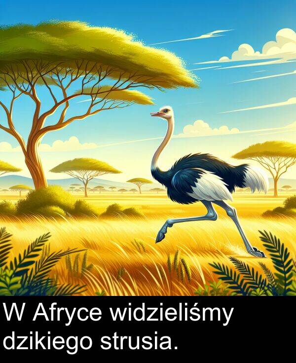 strusia: W Afryce widzieliśmy dzikiego strusia.