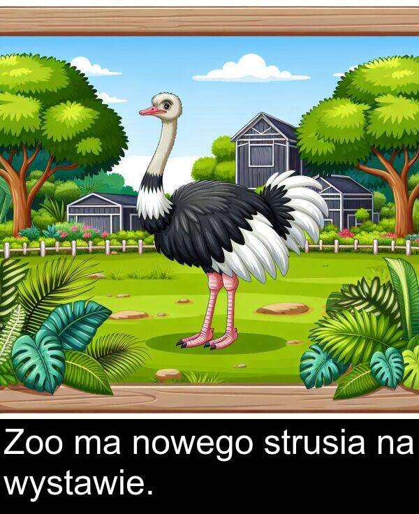 wystawie: Zoo ma nowego strusia na wystawie.