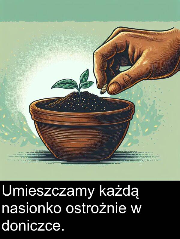 każdą: Umieszczamy każdą nasionko ostrożnie w doniczce.
