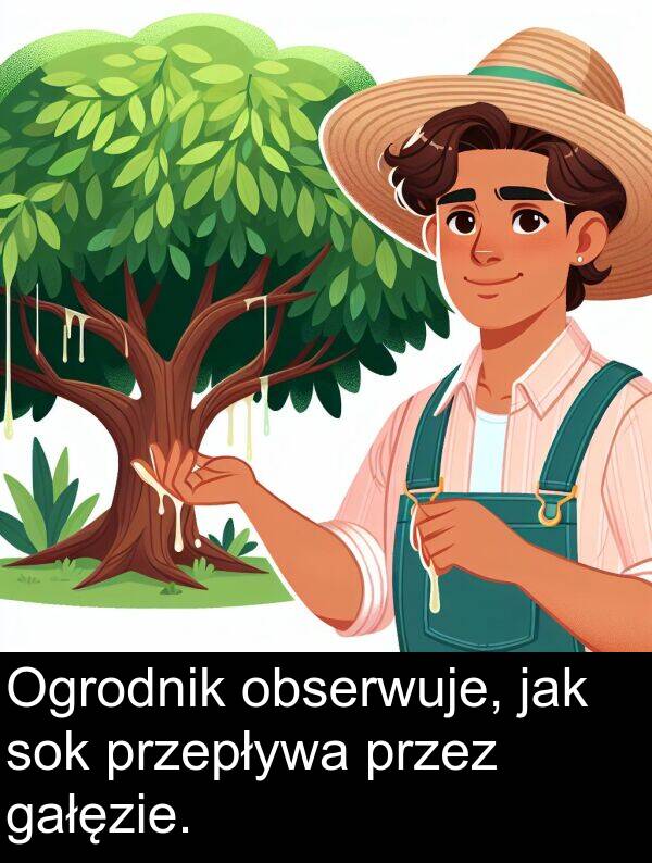 przepływa: Ogrodnik obserwuje, jak sok przepływa przez gałęzie.