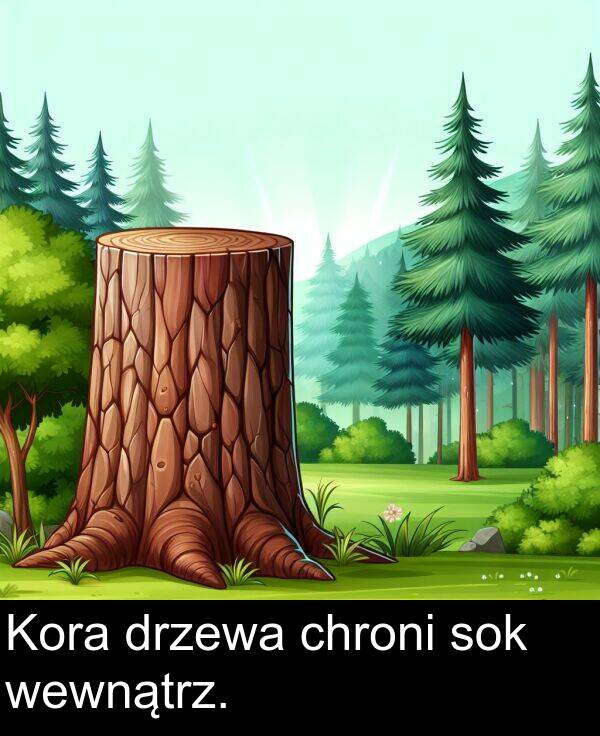 wewnątrz: Kora drzewa chroni sok wewnątrz.