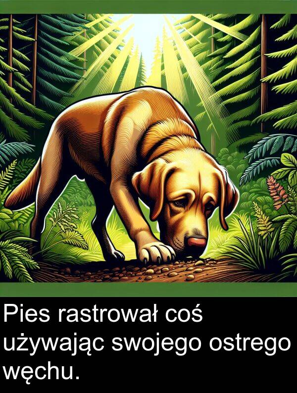 coś: Pies rastrował coś używając swojego ostrego węchu.