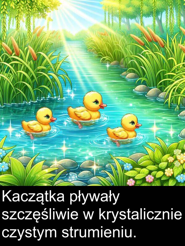 pływały: Kaczątka pływały szczęśliwie w krystalicznie czystym strumieniu.