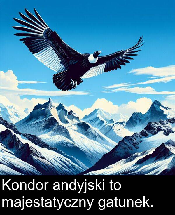 andyjski: Kondor andyjski to majestatyczny gatunek.