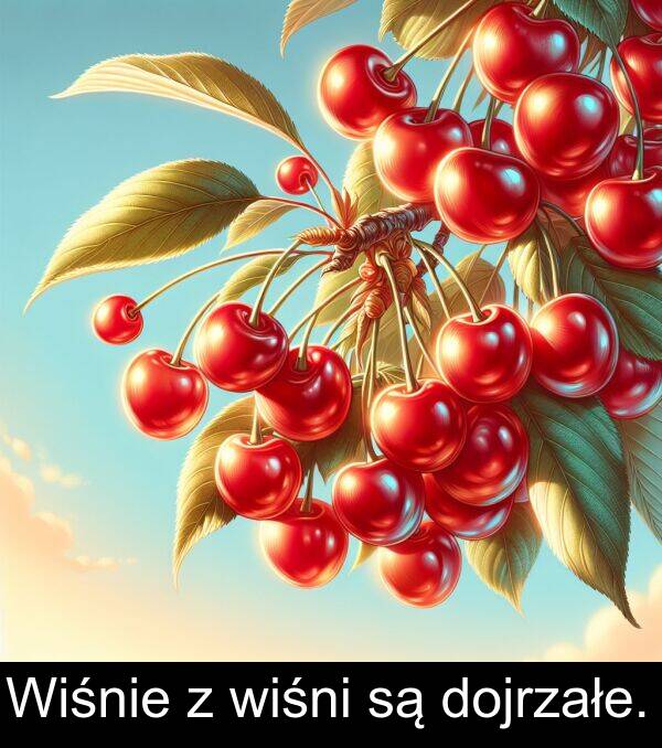 wiśni: Wiśnie z wiśni są dojrzałe.