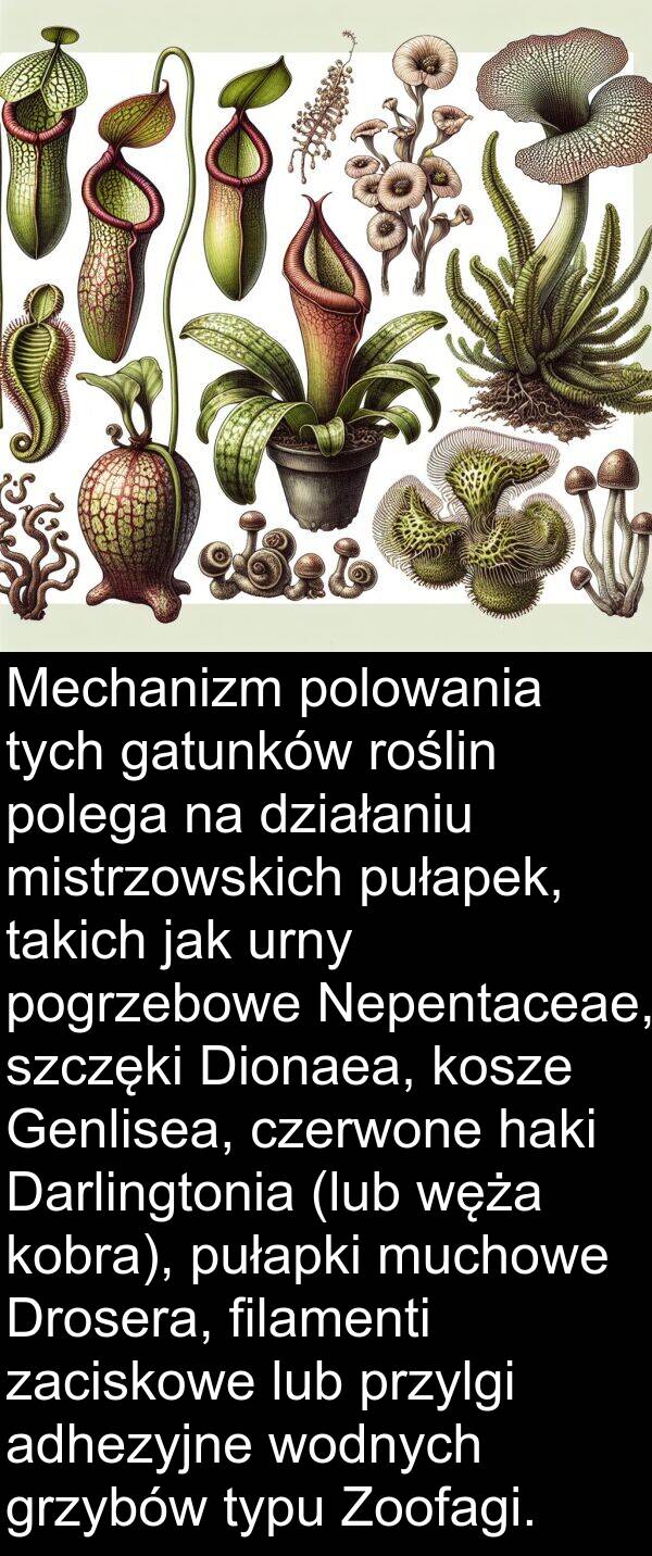 pułapek: Mechanizm polowania tych gatunków roślin polega na działaniu mistrzowskich pułapek, takich jak urny pogrzebowe Nepentaceae, szczęki Dionaea, kosze Genlisea, czerwone haki Darlingtonia (lub węża kobra), pułapki muchowe Drosera, filamenti zaciskowe lub przylgi adhezyjne wodnych grzybów typu Zoofagi.