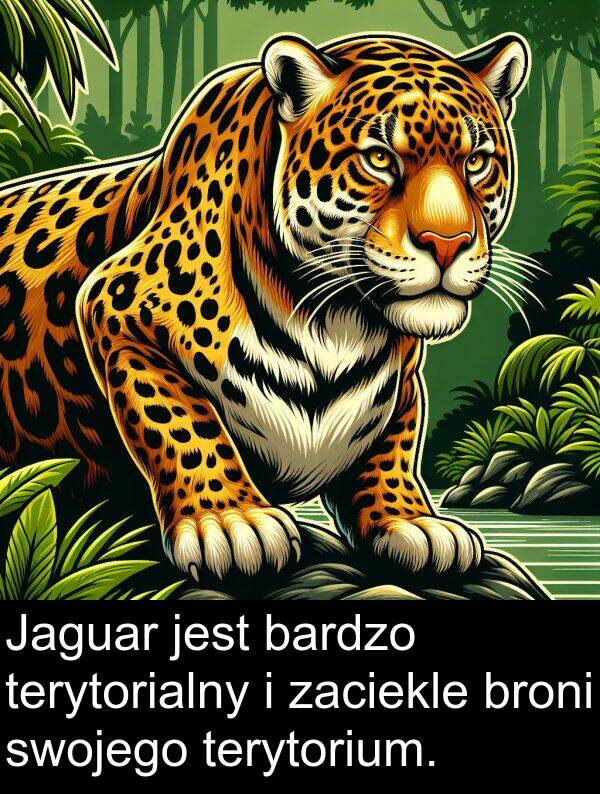 zaciekle: Jaguar jest bardzo terytorialny i zaciekle broni swojego terytorium.