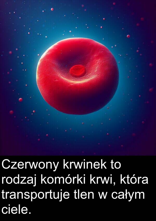 całym: Czerwony krwinek to rodzaj komórki krwi, która transportuje tlen w całym ciele.