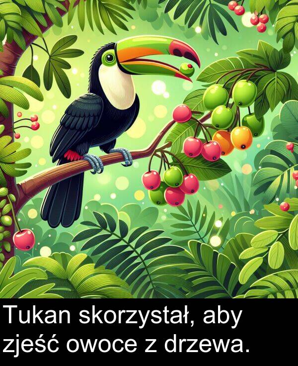 zjeść: Tukan skorzystał, aby zjeść owoce z drzewa.