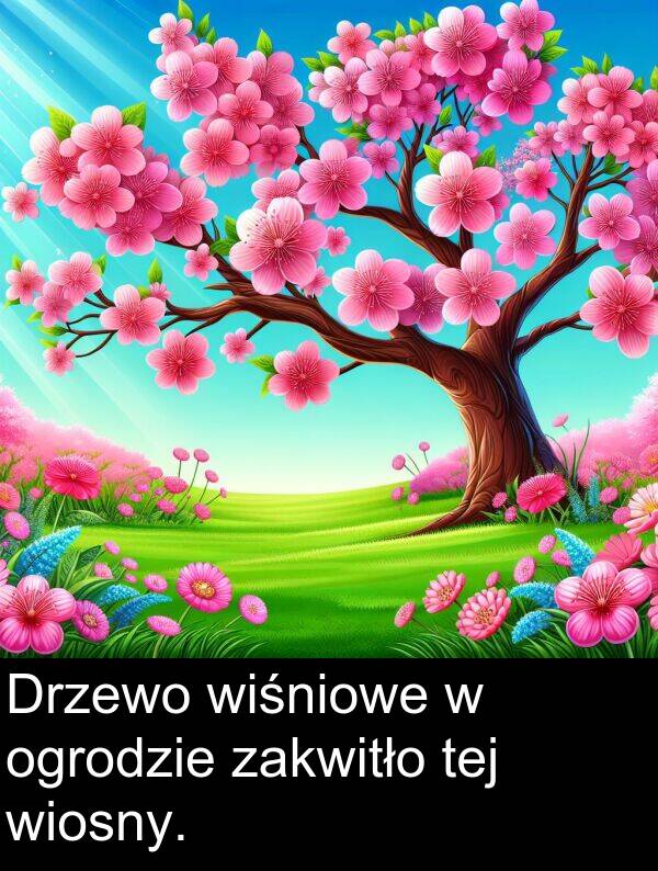 wiśniowe: Drzewo wiśniowe w ogrodzie zakwitło tej wiosny.
