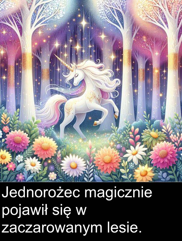 zaczarowanym: Jednorożec magicznie pojawił się w zaczarowanym lesie.