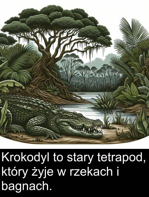 żyje: Krokodyl to stary tetrapod, który żyje w rzekach i bagnach.