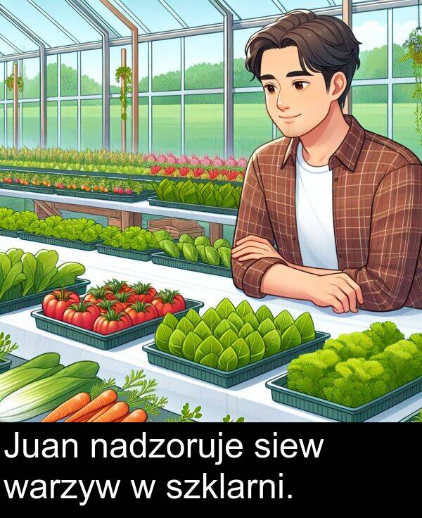 warzyw: Juan nadzoruje siew warzyw w szklarni.