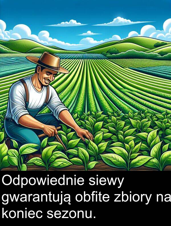 zbiory: Odpowiednie siewy gwarantują obfite zbiory na koniec sezonu.