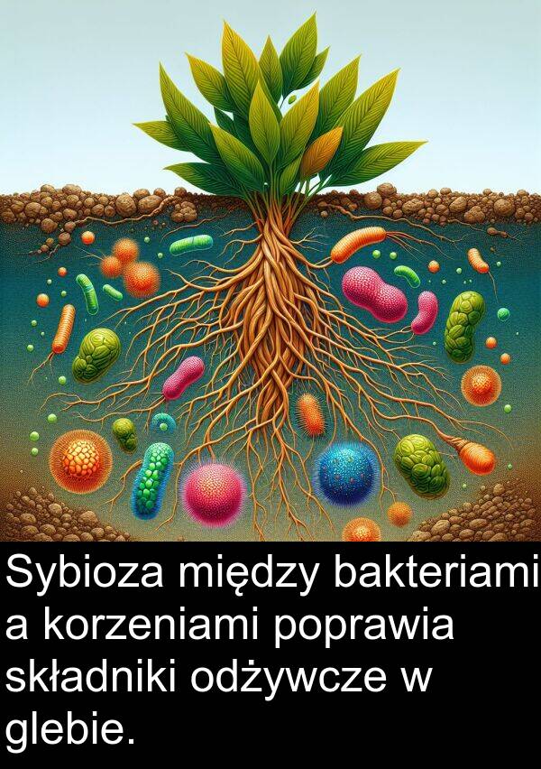 bakteriami: Sybioza między bakteriami a korzeniami poprawia składniki odżywcze w glebie.