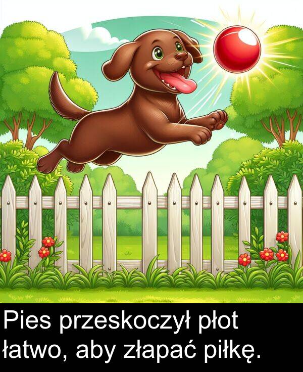 płot: Pies przeskoczył płot łatwo, aby złapać piłkę.