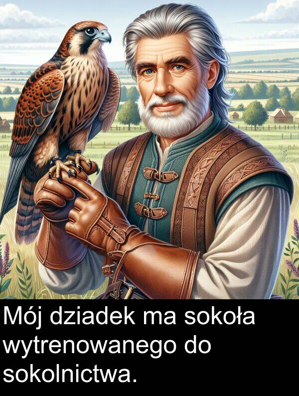 wytrenowanego: Mój dziadek ma sokoła wytrenowanego do sokolnictwa.
