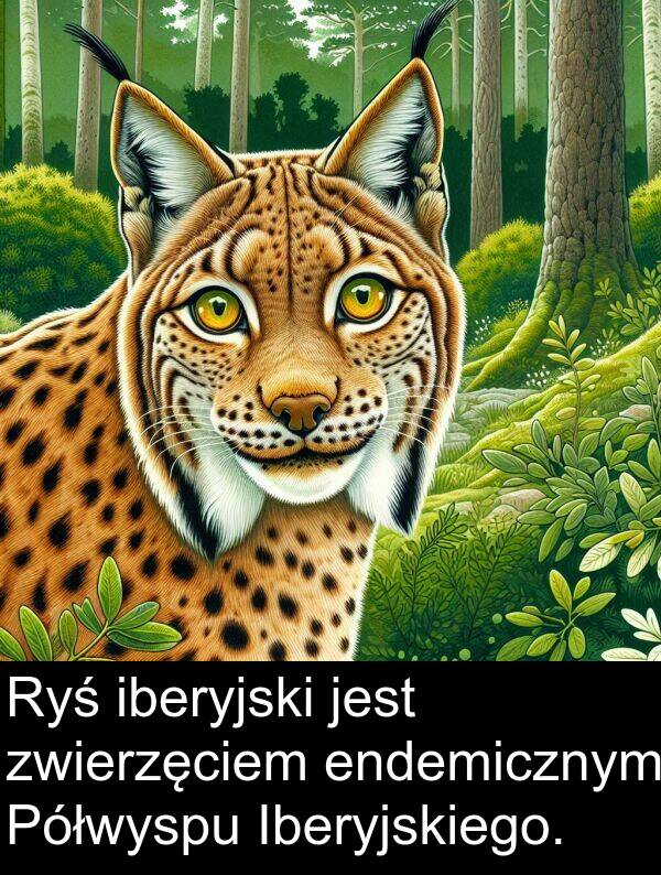 iberyjski: Ryś iberyjski jest zwierzęciem endemicznym Półwyspu Iberyjskiego.